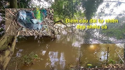 Câu cá tự nhiên sông Đồng Nai | Địa điểm câu tay ngay Cầu Rạch Đông | NGUYỄN ANH - 38