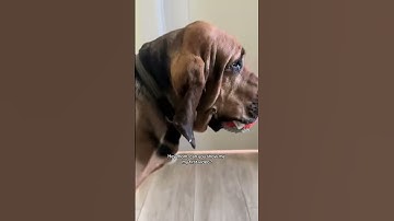 Ladybug 😍 #dogshorts #dog #bloodhound #bloodhounds