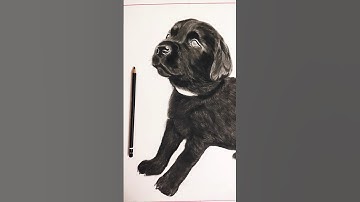 Realistic Labrador Pup Sketch 🐾✨ | Watch the Magic Unfold!