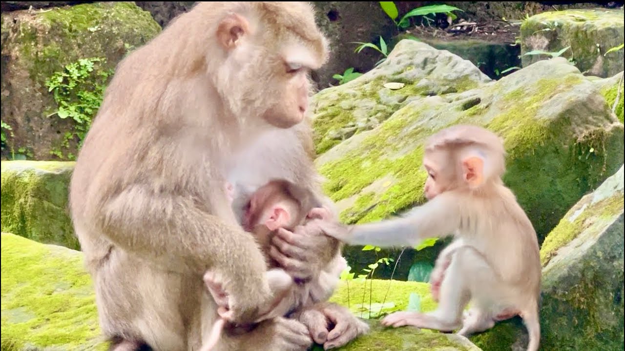 Big family baby monkey natural 