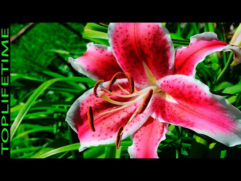Video: Flores de jardín aromáticas: elegir plantas que huelan bien