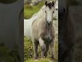 Crezy Horse #viral #viralshorts #entertainment #funny