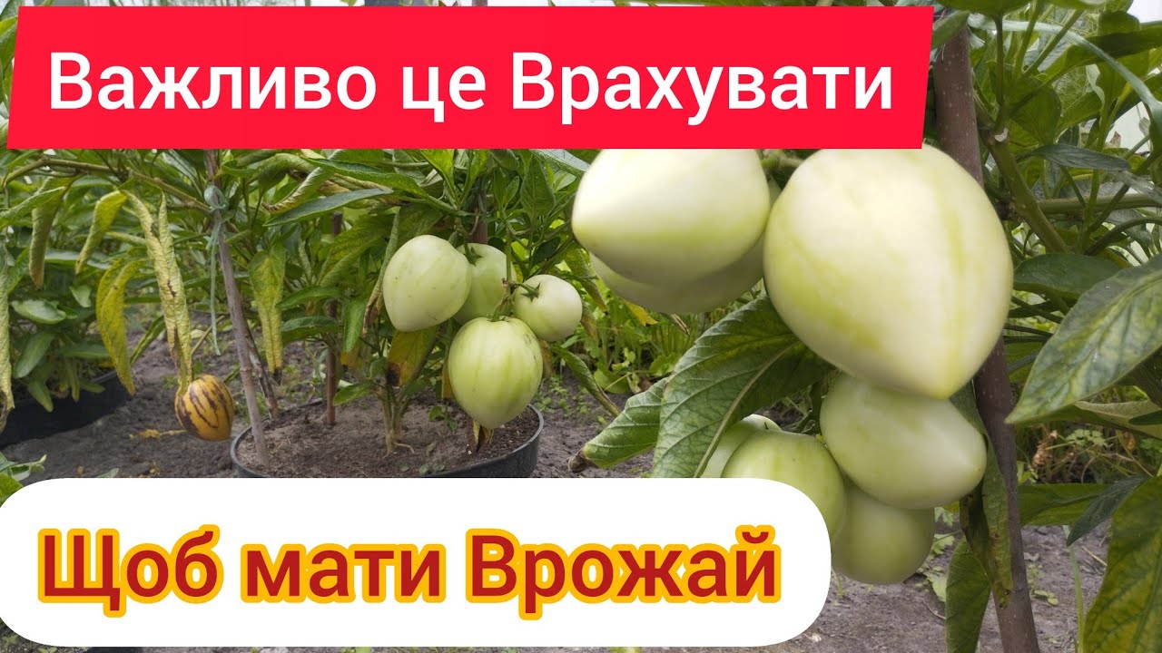 Пепіно - Важлива інформація по вирощуванню)))