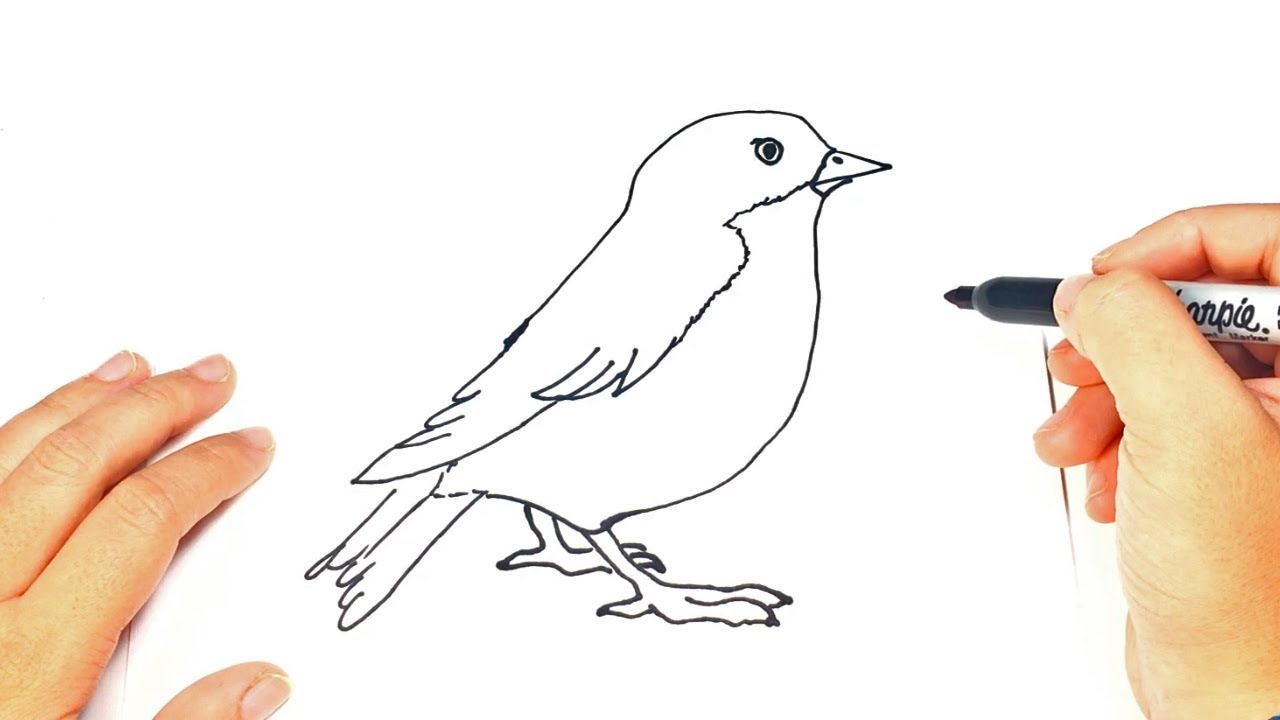 how to draw a bird