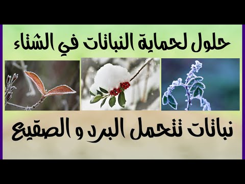 فيديو: رعاية نبات دافني - كيفية الحصول على دافني الشتاء لتزدهر