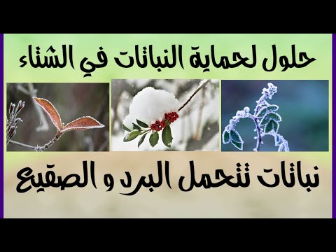 فيديو: ما هي ساعات البرد - تعرف على ساعات البرد في النباتات