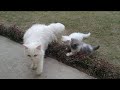 Mother Cat Is Going To Wean Her Kittens? | mother Cat is not giving milk to her kittens