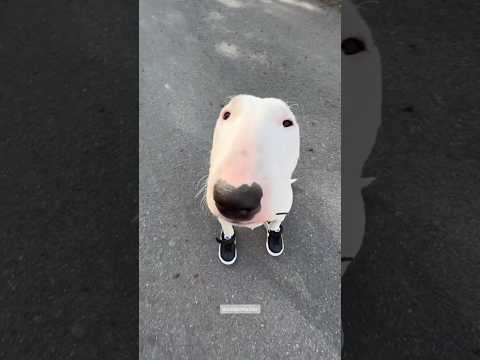 Video: The Trendy New Kind of Dog Treat Greyhounds Go Nuts For