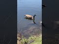 Canadian Goose SNEEZING DRINKING SWIMMING Funny #nature #wildlife #animals #duck #shortvideo #shorts