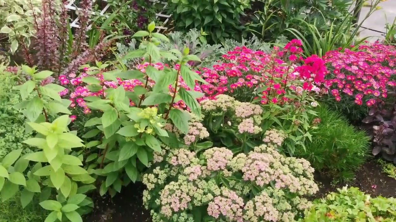 Мой северный сад в 2025году