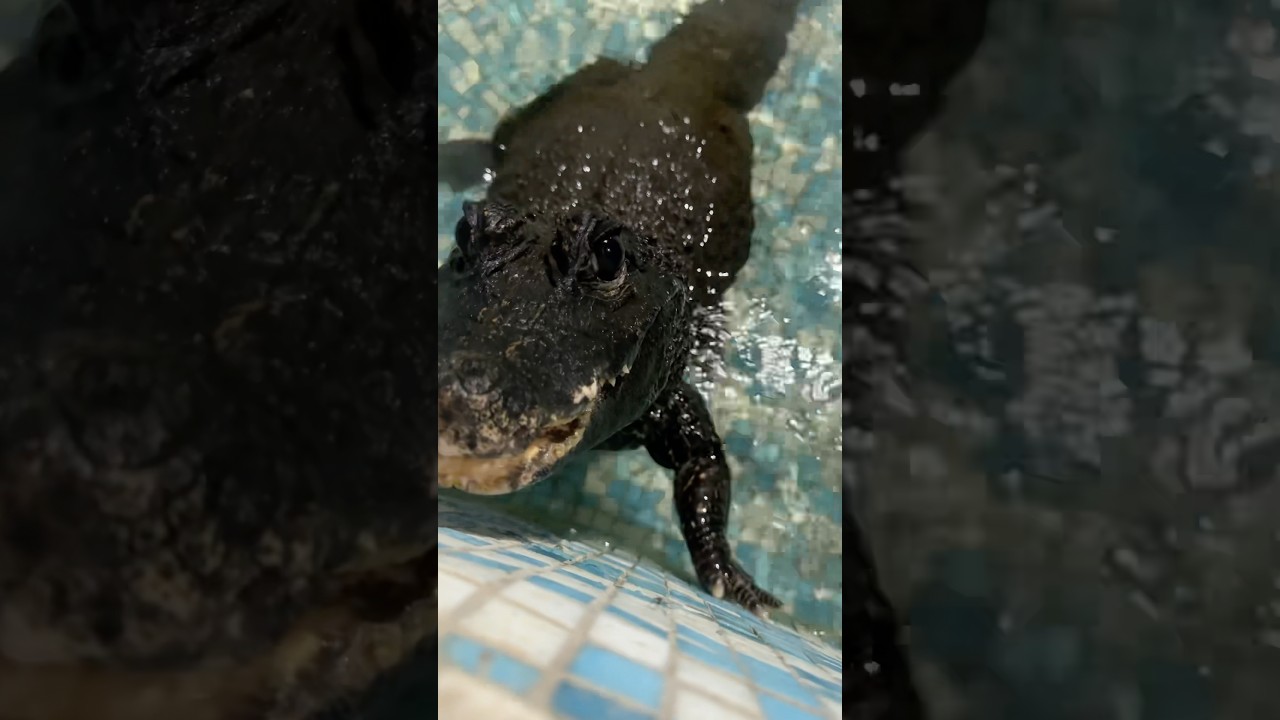 Porno rus yosh talaba qizlar Rus onalar va ogillari porno seks videolar