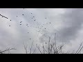 бойные леушковские голуби