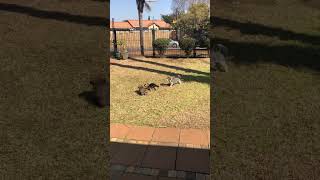 Cute fluffy morkie running around with her brothers 🐶