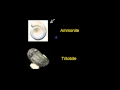 Unraveling Time Through Index Fossils and Their Significance in Geology