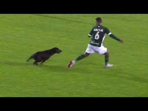 juegos de futbol de perritos