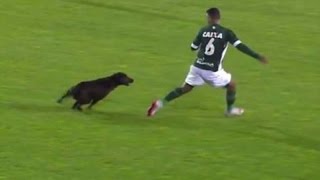 Perro invade cancha de fútbol y persigue a un jugador