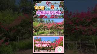 조경수의 베스트셀러!!(백일홍/배롱나무) #백일홍 #배롱나무 #shorts