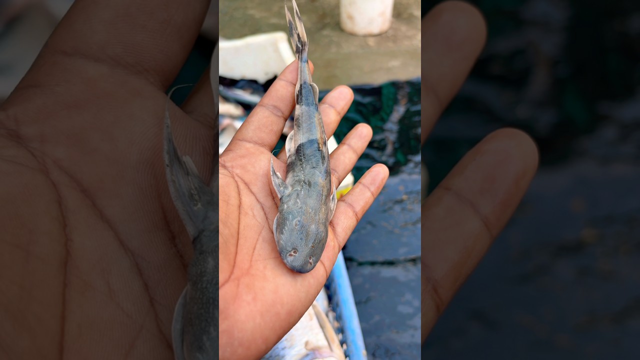 "Real Gosa Fish Caught on CameraToo Dangerous to Hold 🐬😍 !! #amazingfacts #fishyfacts