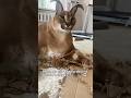 Most Cats Sit In Boxes Gosha Does This Instead 仍 FunnyCat CatVsBox CatShorts ViralVideo Most Cats Sit In Boxes Gosha Does This Instead 仍 FunnyCat CatVsBox CatShorts ViralVideo