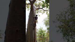 Fall from the Canopy: A Moment in the Wild Wealth