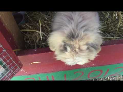 Video: Hur Länge Lever Kaniner?