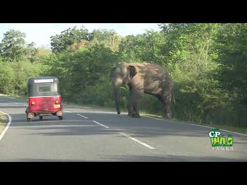 wild-elephant-at-the-katharagama-sri-lanka