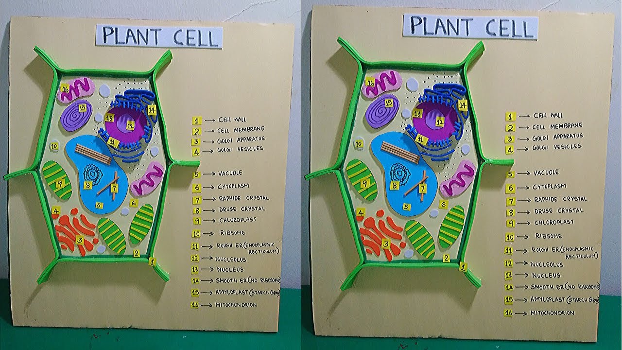 plant cell and animal cell project ideas