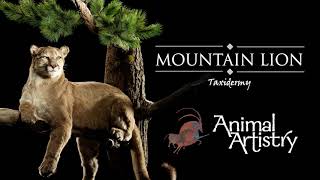 Animal Artistry - Mountain Lion Taxidermy Gallery