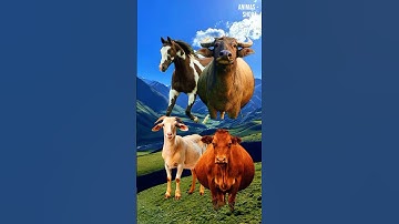 Suara sapi, kambing, kerbau, kuda part 25