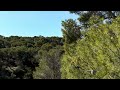 Relaxing Forest Birds Singing 🌿 1 Hour Calm Nature Sounds (NO MUSIC) 