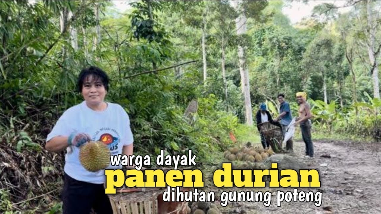 Suasana perkampungan Dayak digunung poteng singkawang saat musim durian 