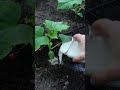 Cucumbers love this white fertilizer