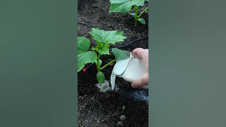 Cucumbers love this white fertilizer!