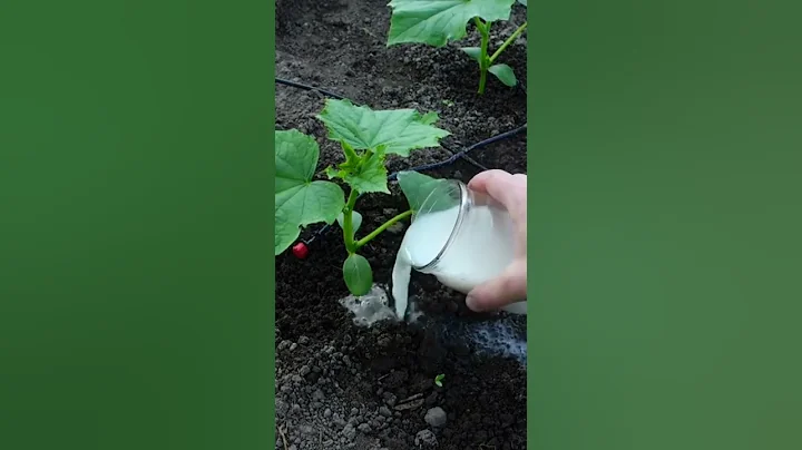 Cucumbers love this white fertilizer! - DayDayNews