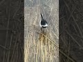 オタマジャクシを狙うハクセキレイ
