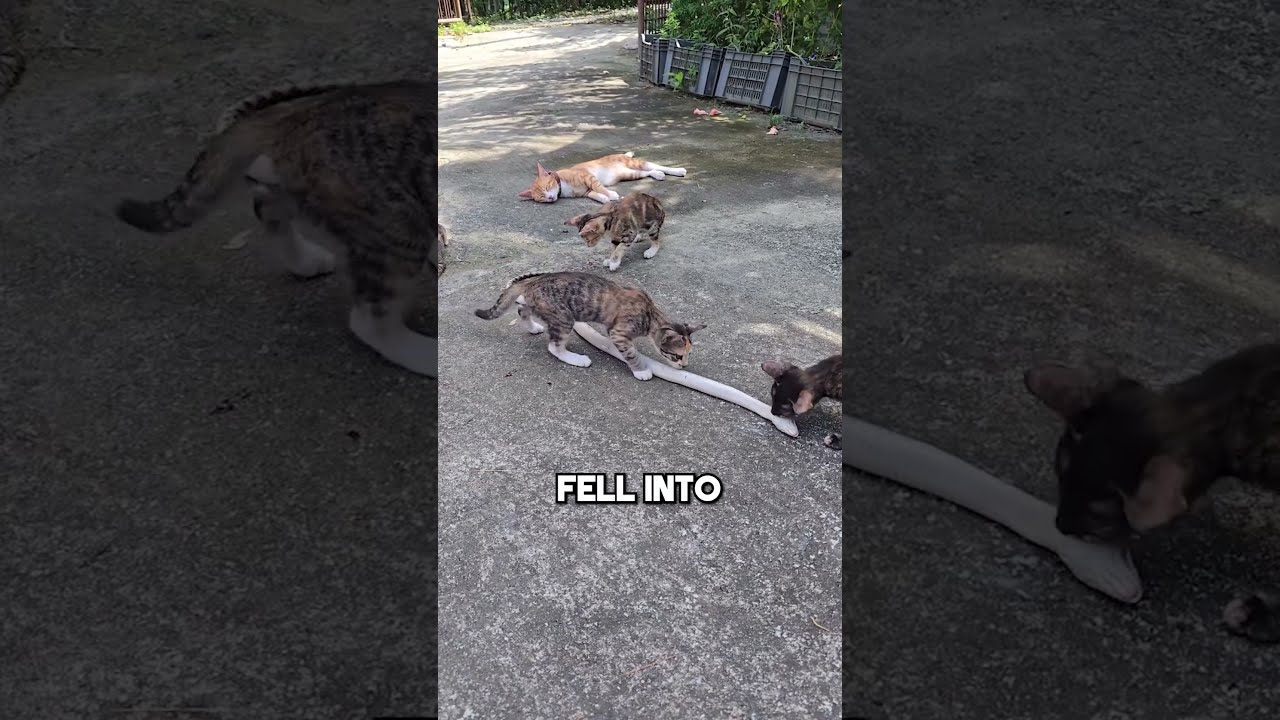 This Snake Eats Cats 