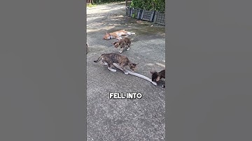 This Snake Eats Cats 🐱