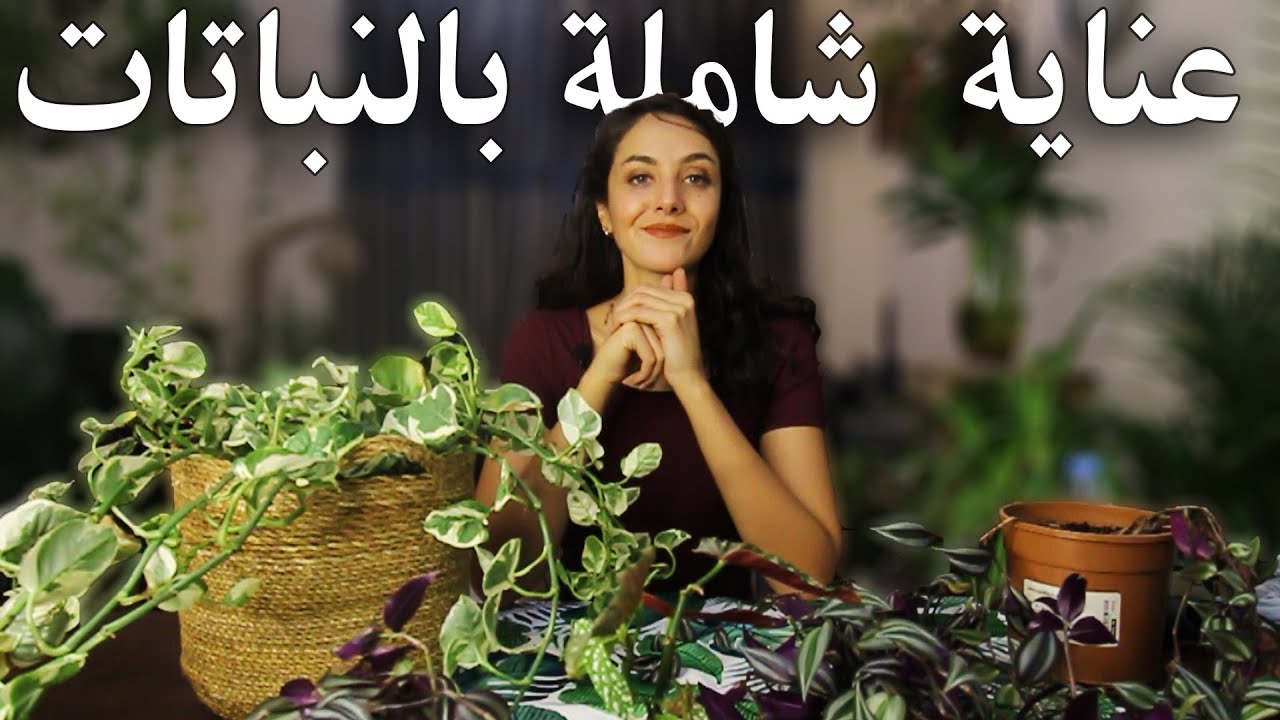 يلا نعتني بنباتاتي مع بعض: نقل النبات للماء والليكا + علاج البق الدقيق + تغيير أحواض النباتات
