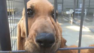 Bloodhound Puppies ready to Save Lives! by Chi Town 3,473 views 7 months ago 32 seconds