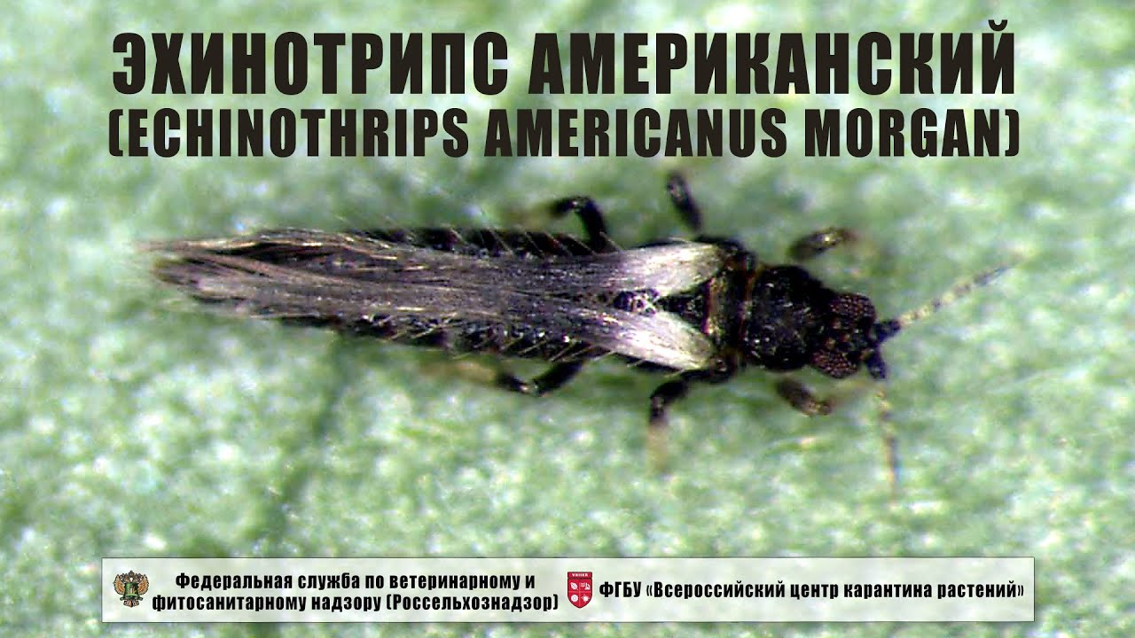 Эхинотрипс американский (Echinothrips americanus Morgan)