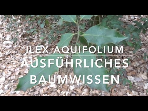 Video: Stechpalme ohne Beeren - Gründe, warum ein Stechpalmenbusch keine Beeren hat