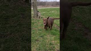 Cat Dog Play Time Full Video