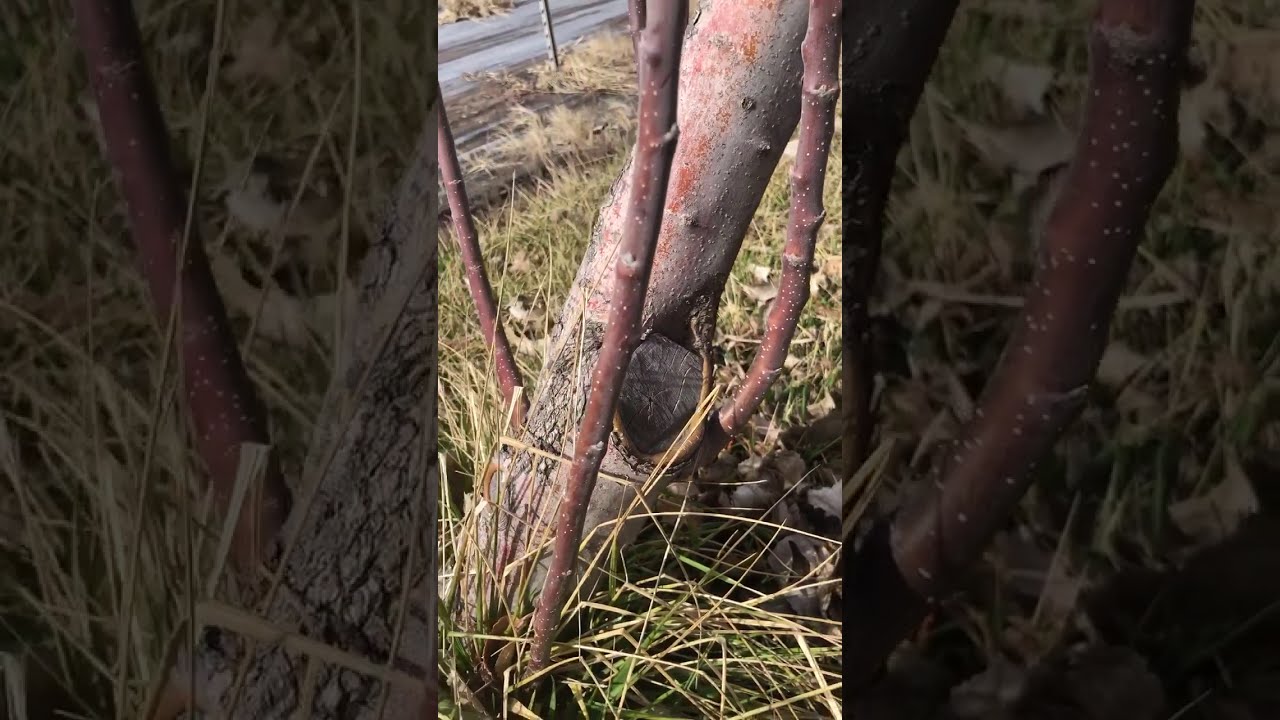 Fruit Tree Care (part 2) Pruning Fruit Trees 