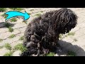 SHAVING NEGLECTED HUNGARIAN PULI (And His Son) *They Were In HORRIBLE condition!*