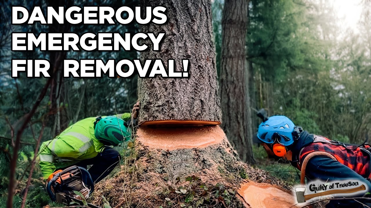 This TREE Almost FELL on the Customers House!? - YouTube