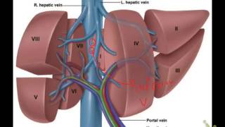 Liver 6 (Venous drainage of the liver)