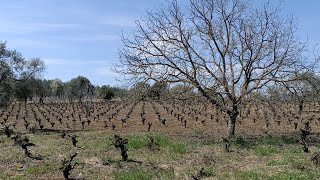 İZMİR SELÇUK BURGAZ KÖYÜNDE SATILIK BAĞ