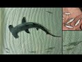 How to Make Hammerhead Shark Diorama | Resin Art