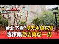 台北5月怎麼下雪了?漫天「木棉花棉絮」恐還要忍一周【頭條600秒】