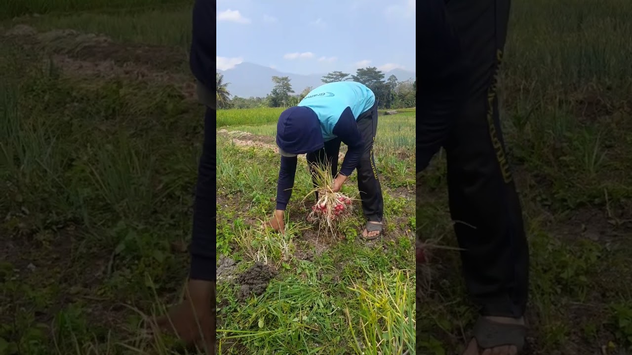 Red onions harvesting in cihaur, jun6 